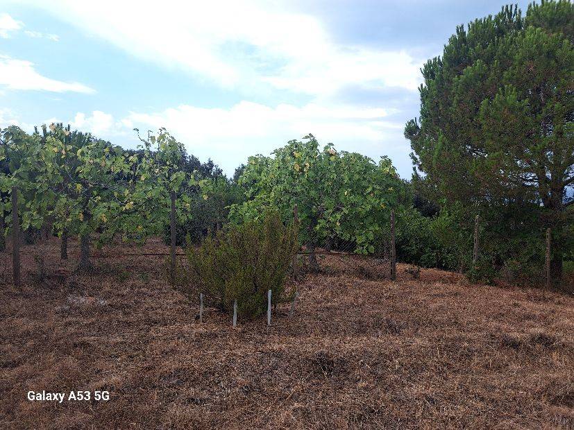 Terreno a Rosignano marittimo in Località La Tagliola - Foto 5
