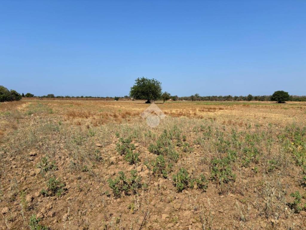 Terreno a Alezio in Contrada Arpa - Foto 3