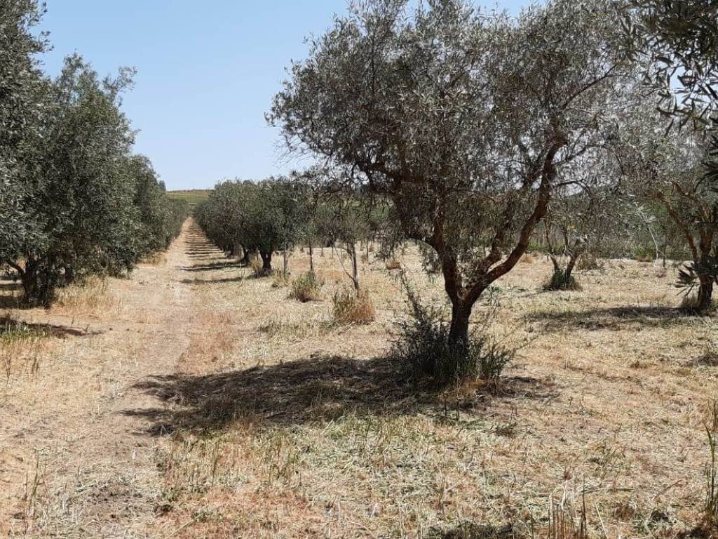 Terreno a Caltanissetta - Foto 2