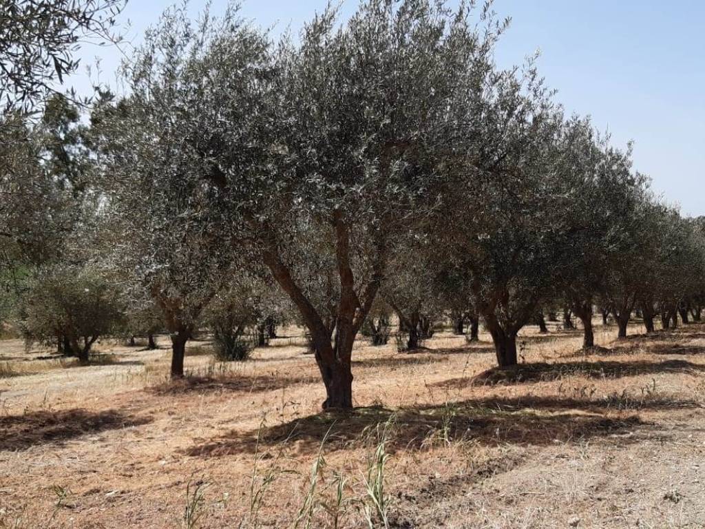 Terreno a Caltanissetta - Foto 4