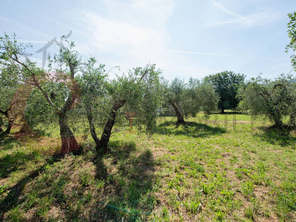 Terreno a Gavorrano - Foto 5
