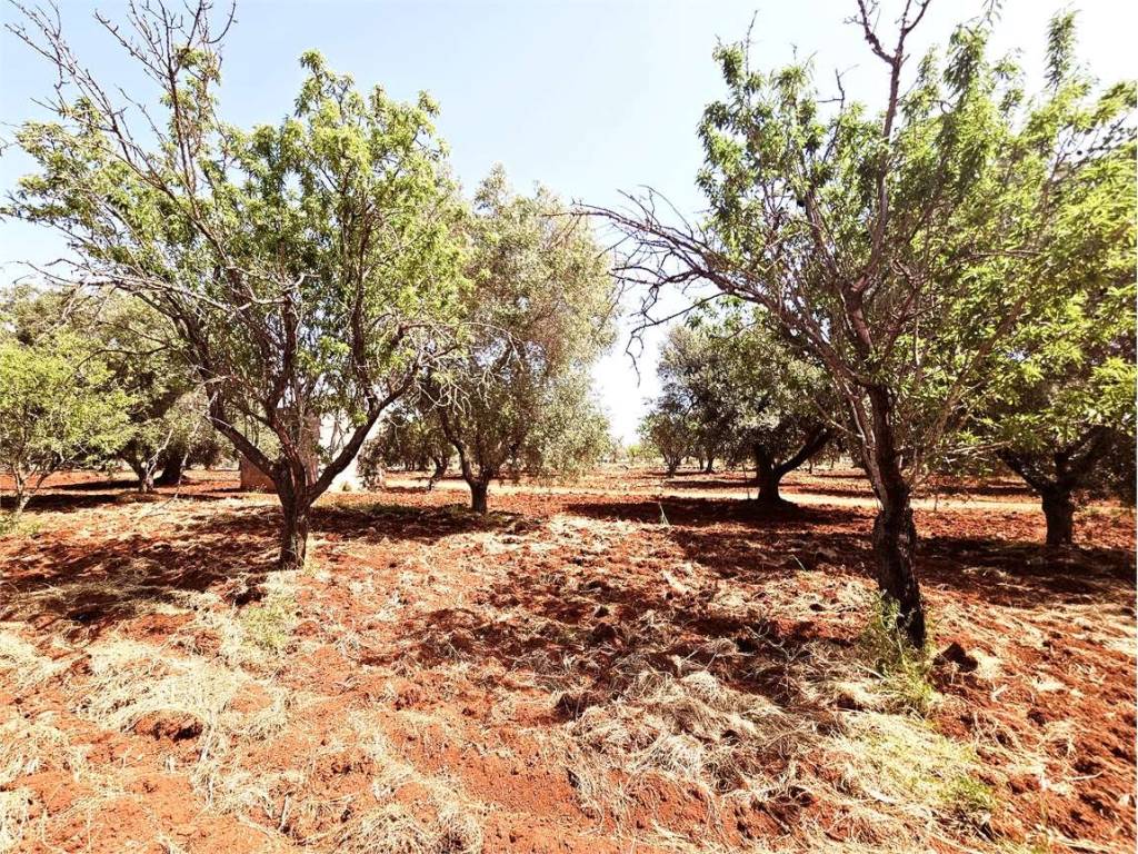 Terreno a Carovigno - Foto 4