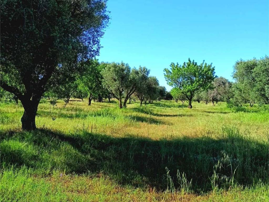 Terreno a Carovigno - Foto 2