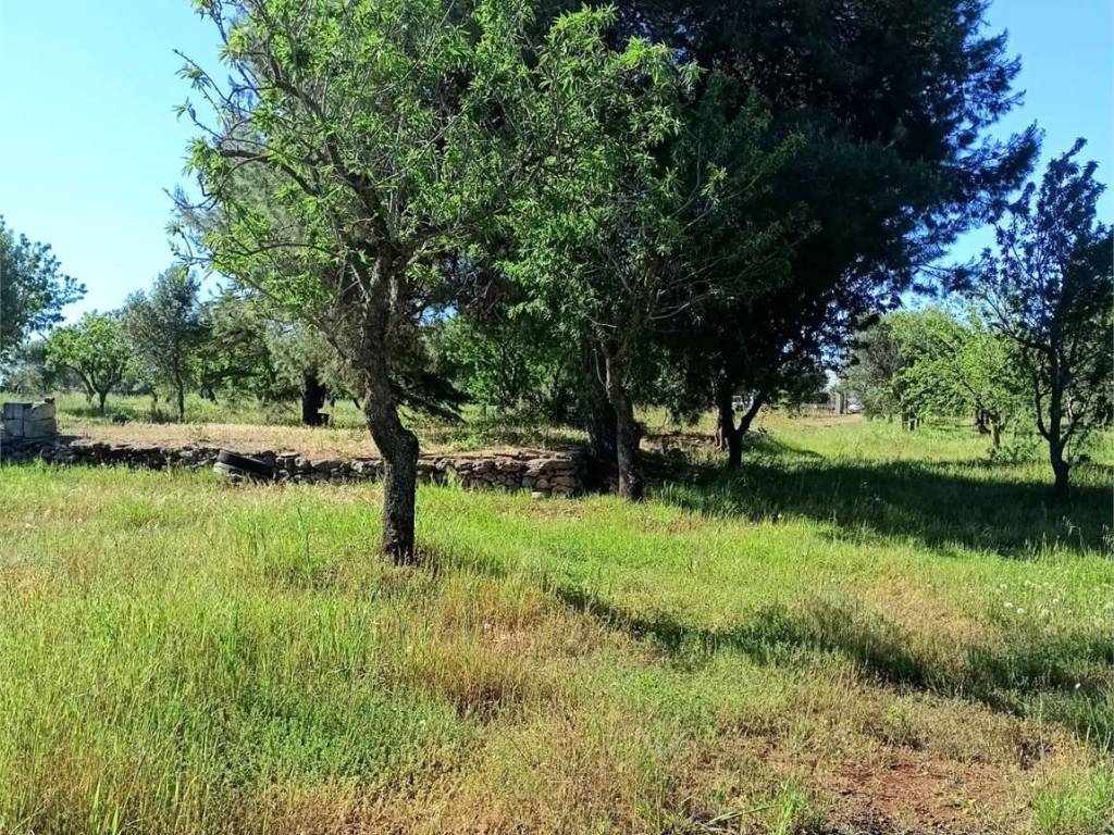 Terreno a Carovigno - Foto 3