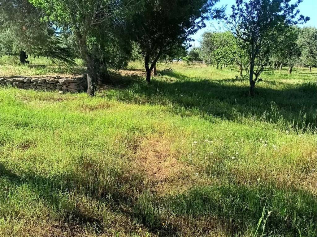 Terreno a Carovigno - Foto 5