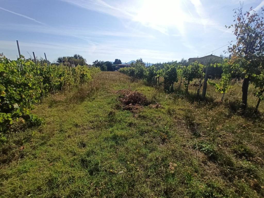 Terreno a Castiglione del lago in Località Carraia - Foto 5