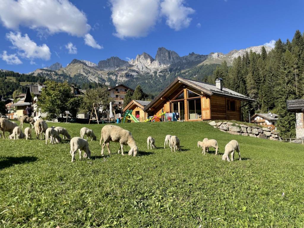 Casa indipendente a Falcade in Via Pineta - Foto 4