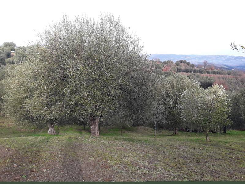Terreno a Castel del piano in Via dell'Ospedale - Foto 2