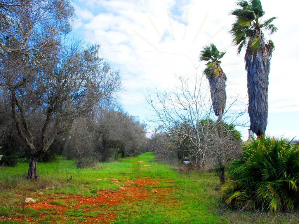 Terreno a Alessano in Strada Vicinale Fasciane Monti - Foto 2