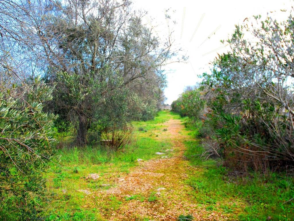 Terreno a Alessano in Strada Vicinale Fasciane Monti - Foto 4