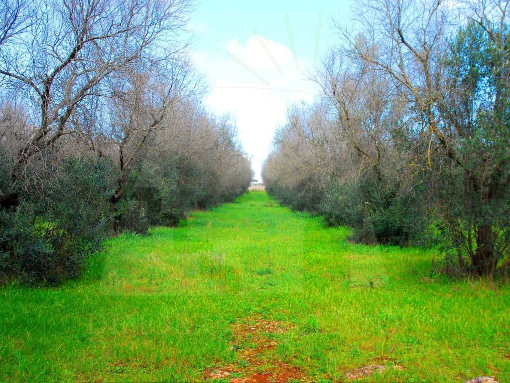 Terreno a Alessano in Strada Vicinale Fasciane Monti - Foto 5