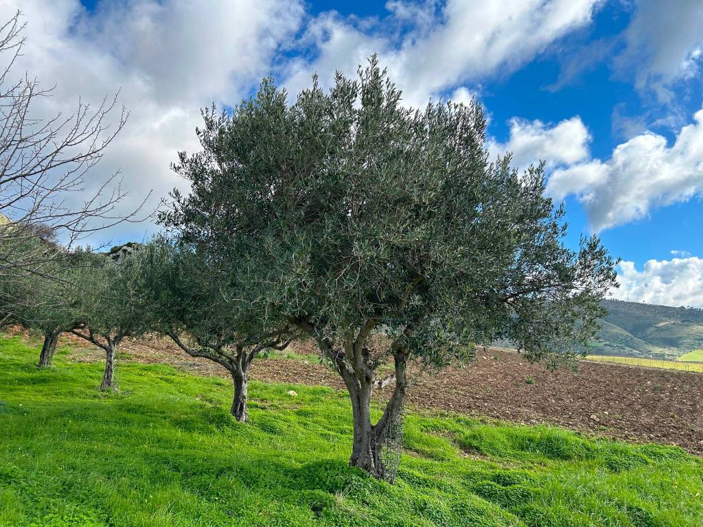 Terreno a Castellammare del golfo in SP23 - Foto 3