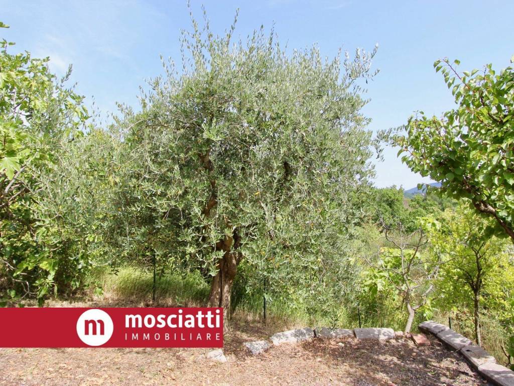 Terreno a Gagliole in Località Tallano - Foto 2
