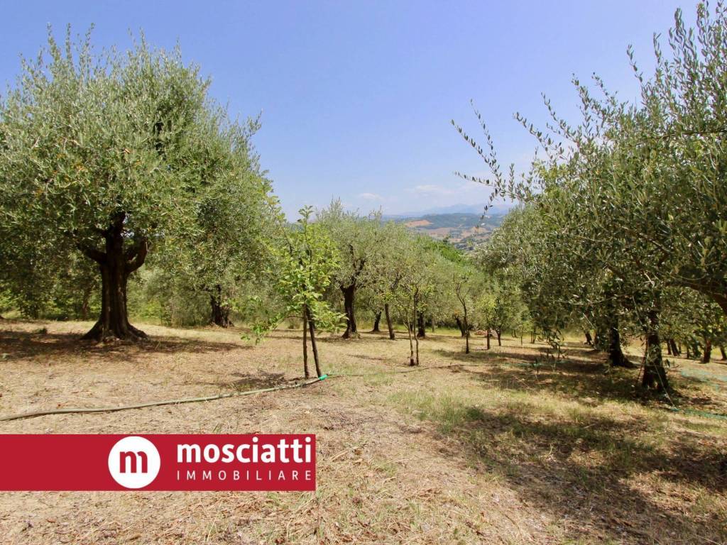 Terreno a Gagliole in Località Tallano - Foto 3
