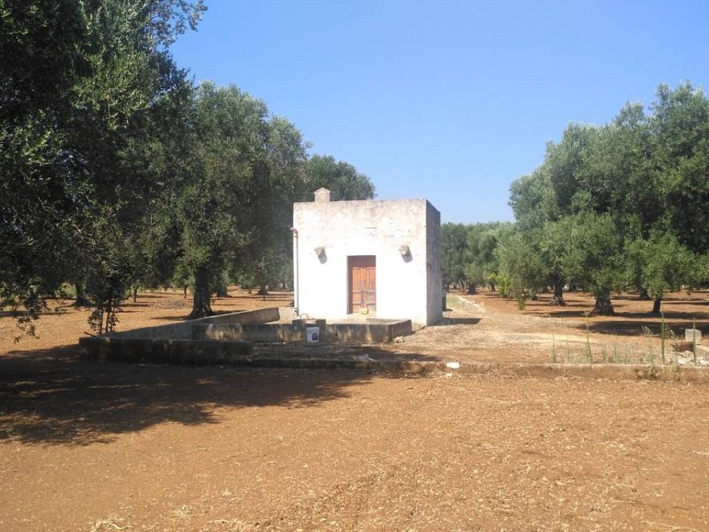 Rustico / casale a Carovigno - Foto 2