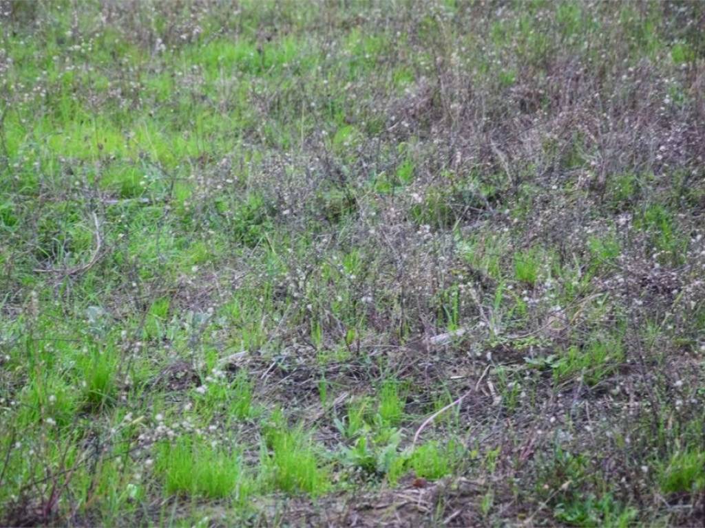 Terreno a Lucca in Via per Corte Bimbo - Foto 4