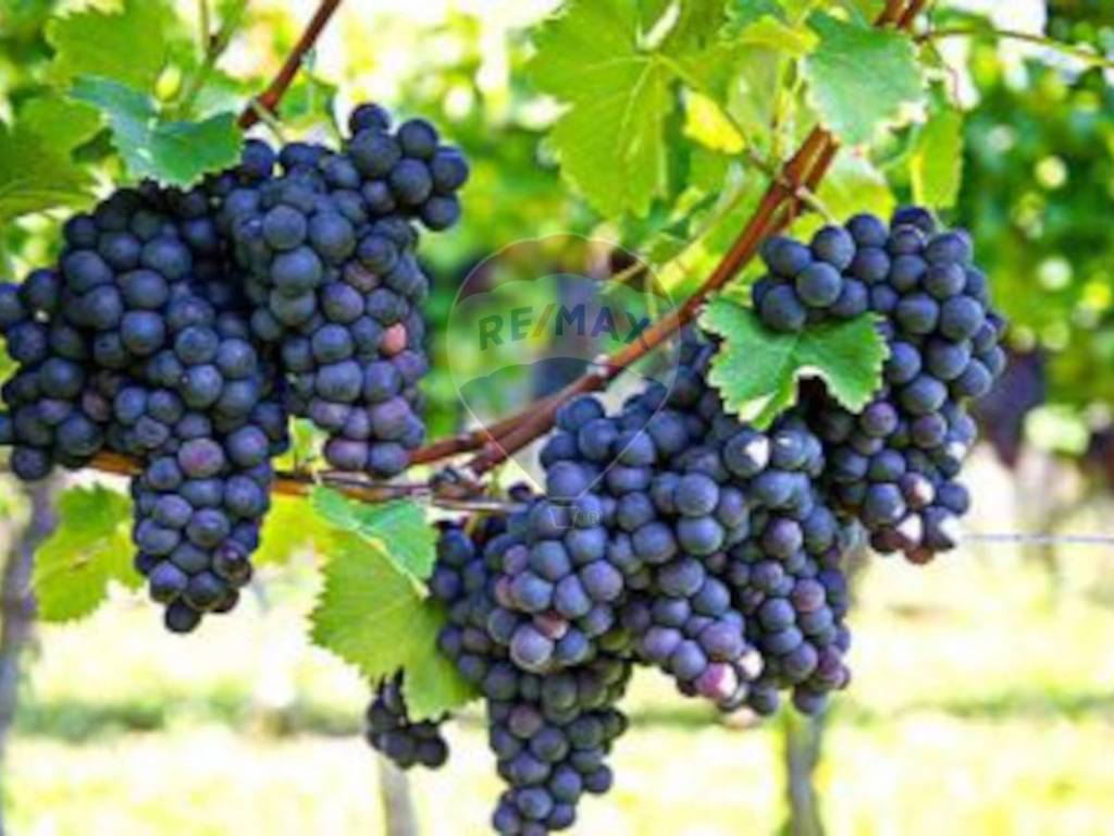 Terreno a Ponte san nicolò - Foto 5