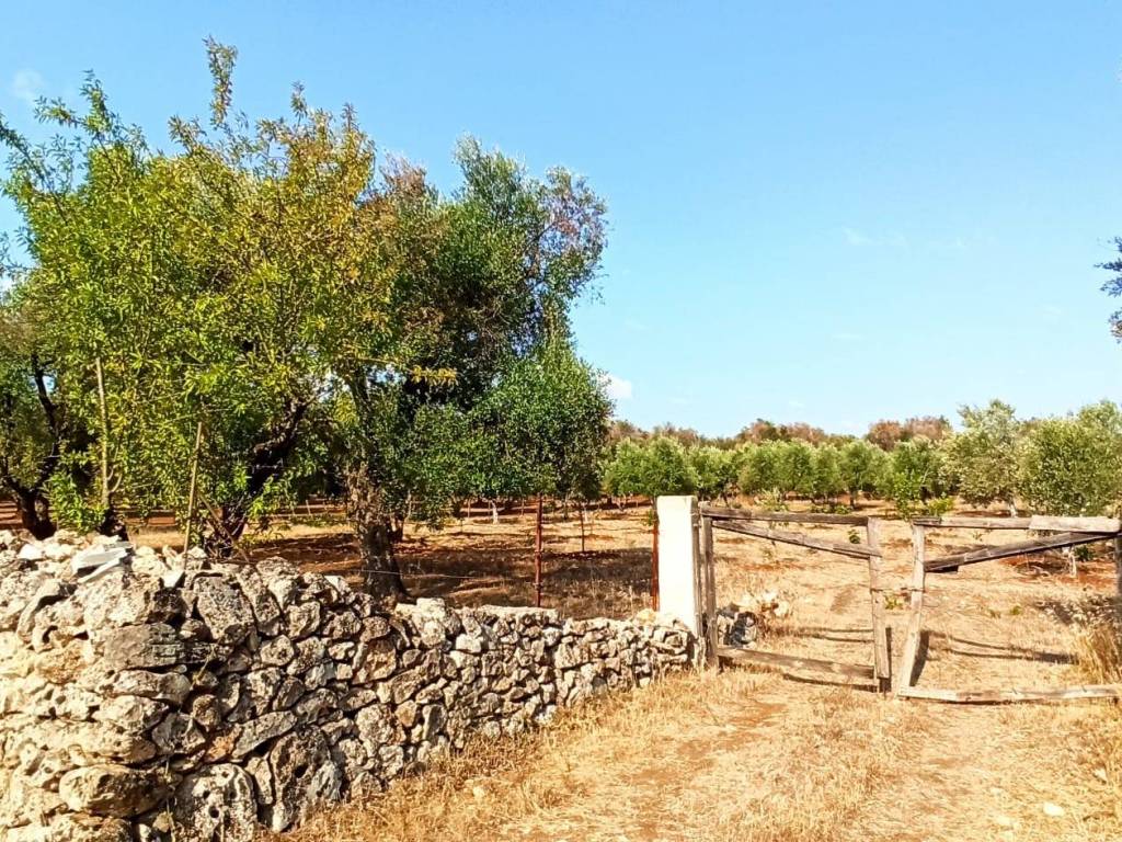 Terreno a Francavilla fontana in Contrada Palmo - Foto 2