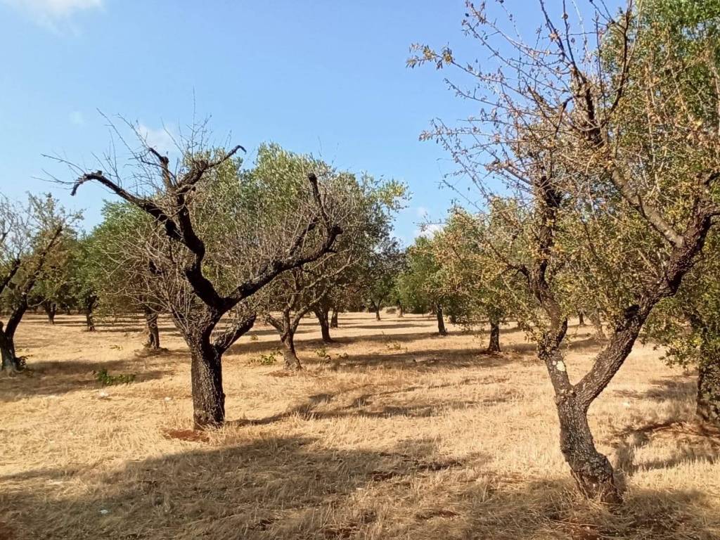 Terreno a Francavilla fontana in Contrada Palmo - Foto 3