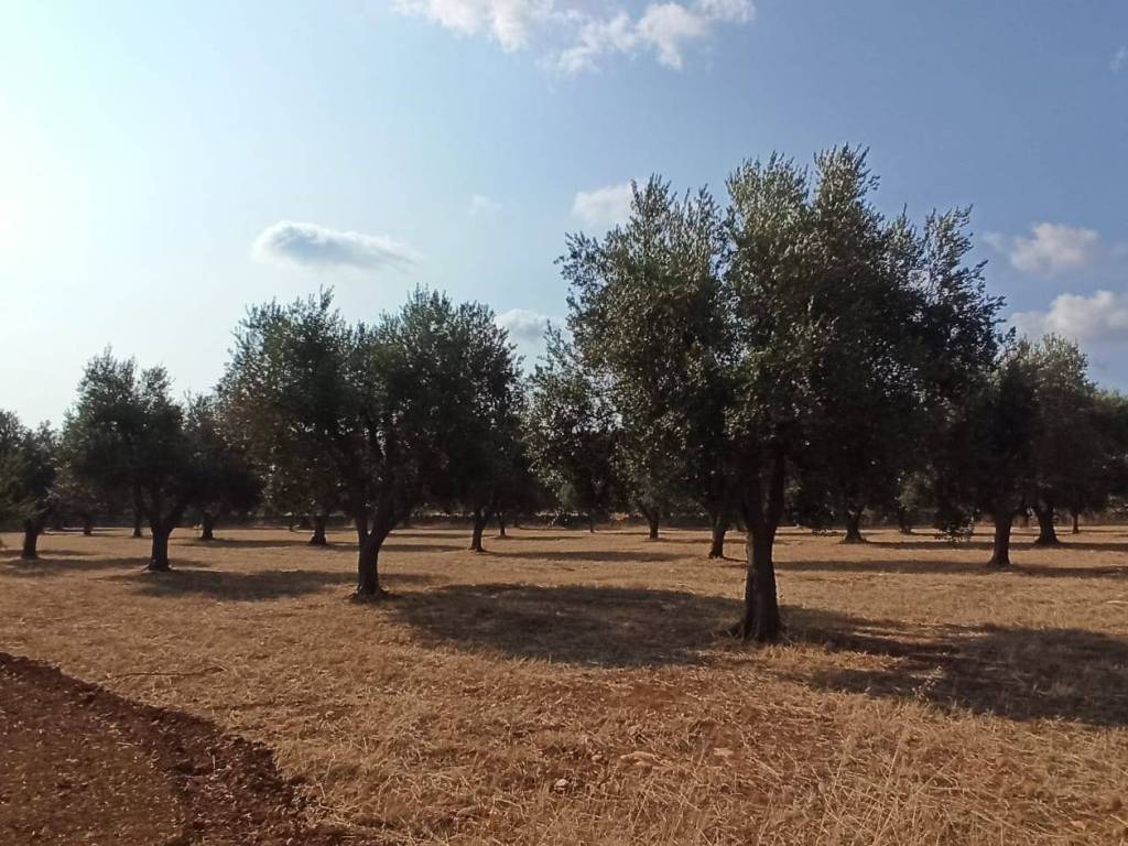 Terreno a Francavilla fontana in Contrada Palmo - Foto 5