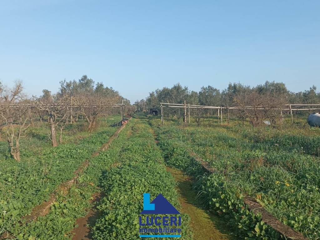 Terreno a Sannicola in Contrada Li Santi - Foto 4