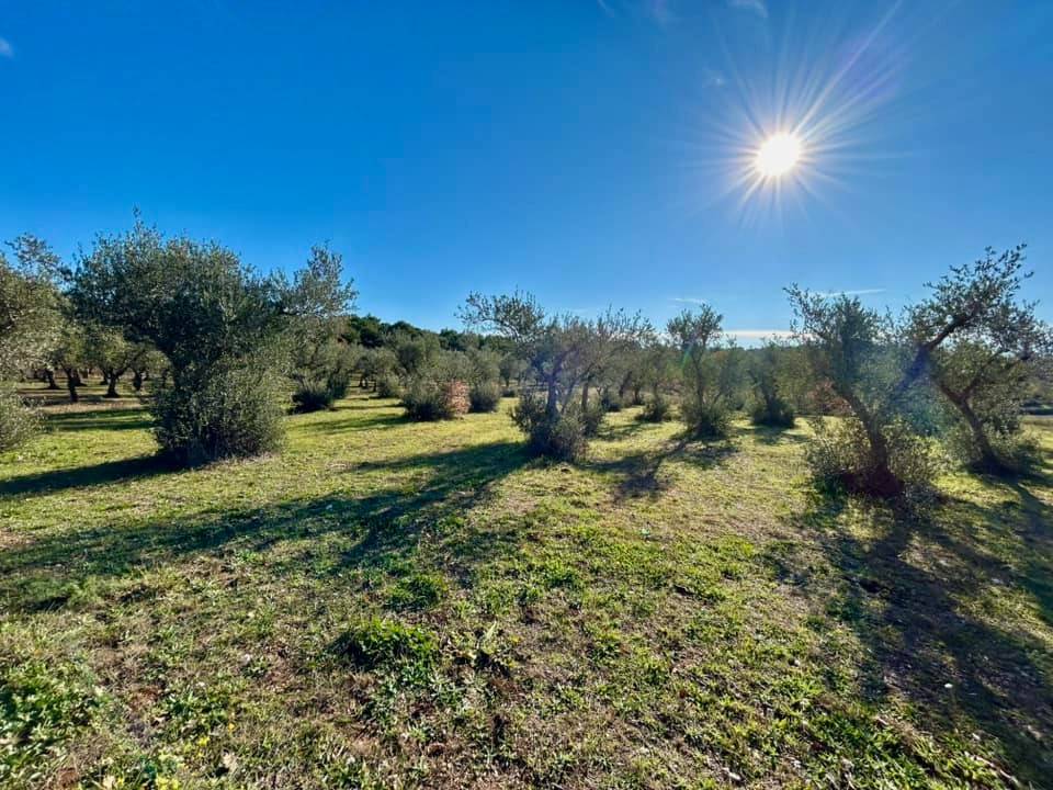 Terreno a Altamura in Strada Provinciale Altamura-Cassano delle Murge - Foto 3