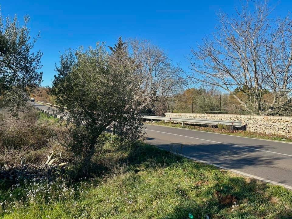 Terreno a Altamura in Strada Provinciale Altamura-Cassano delle Murge - Foto 5