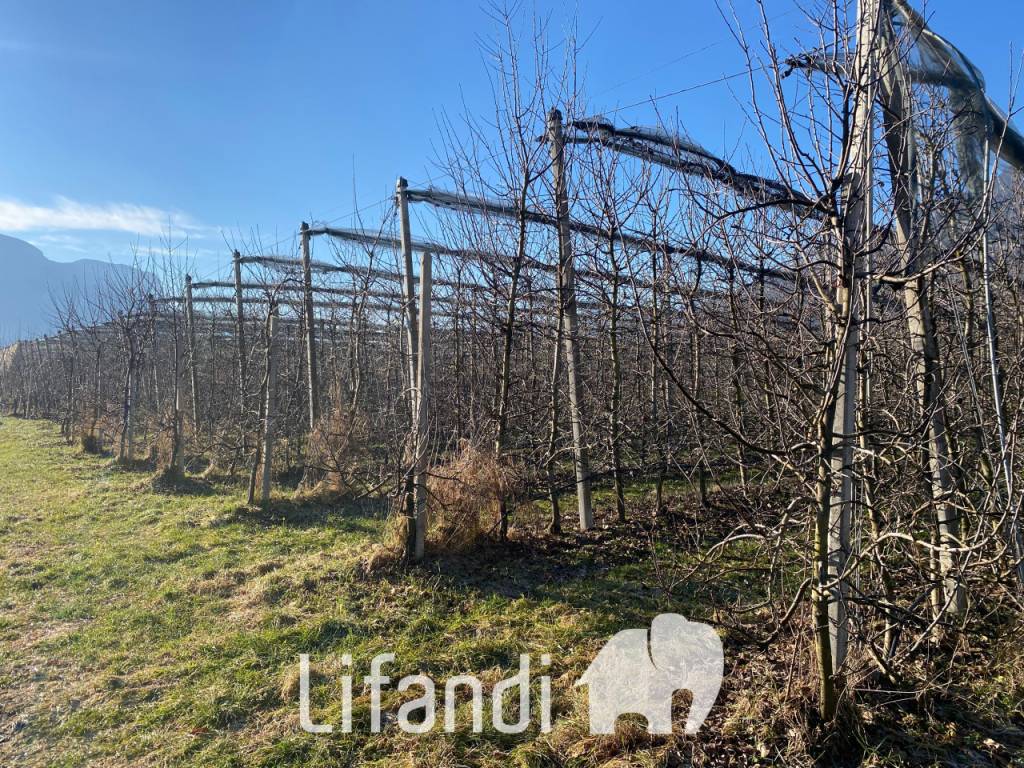 Terreno a Caldaro sulla strada del vino - Foto 2