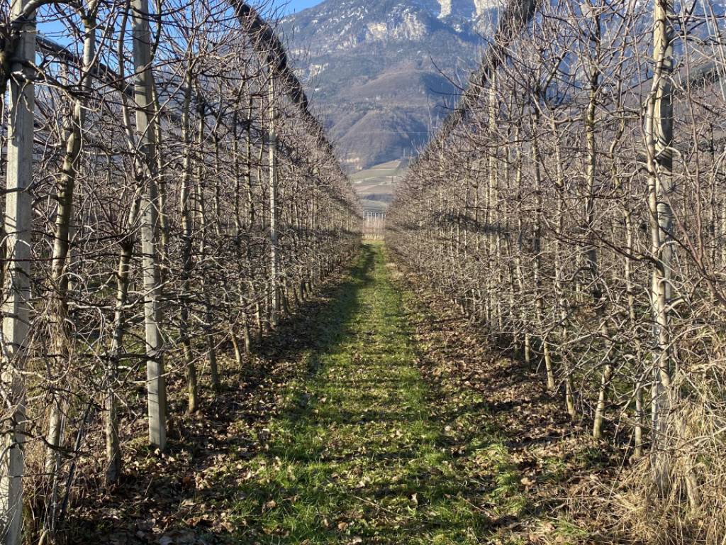 Terreno a Caldaro sulla strada del vino - Foto 3