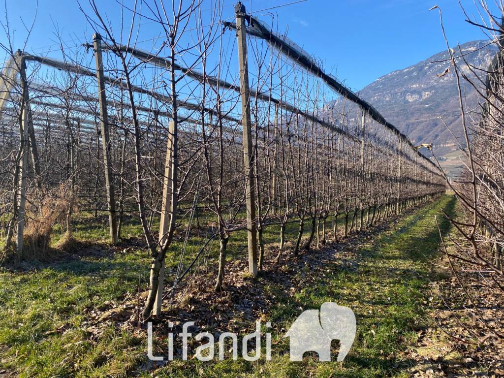 Terreno a Caldaro sulla strada del vino - Foto 4