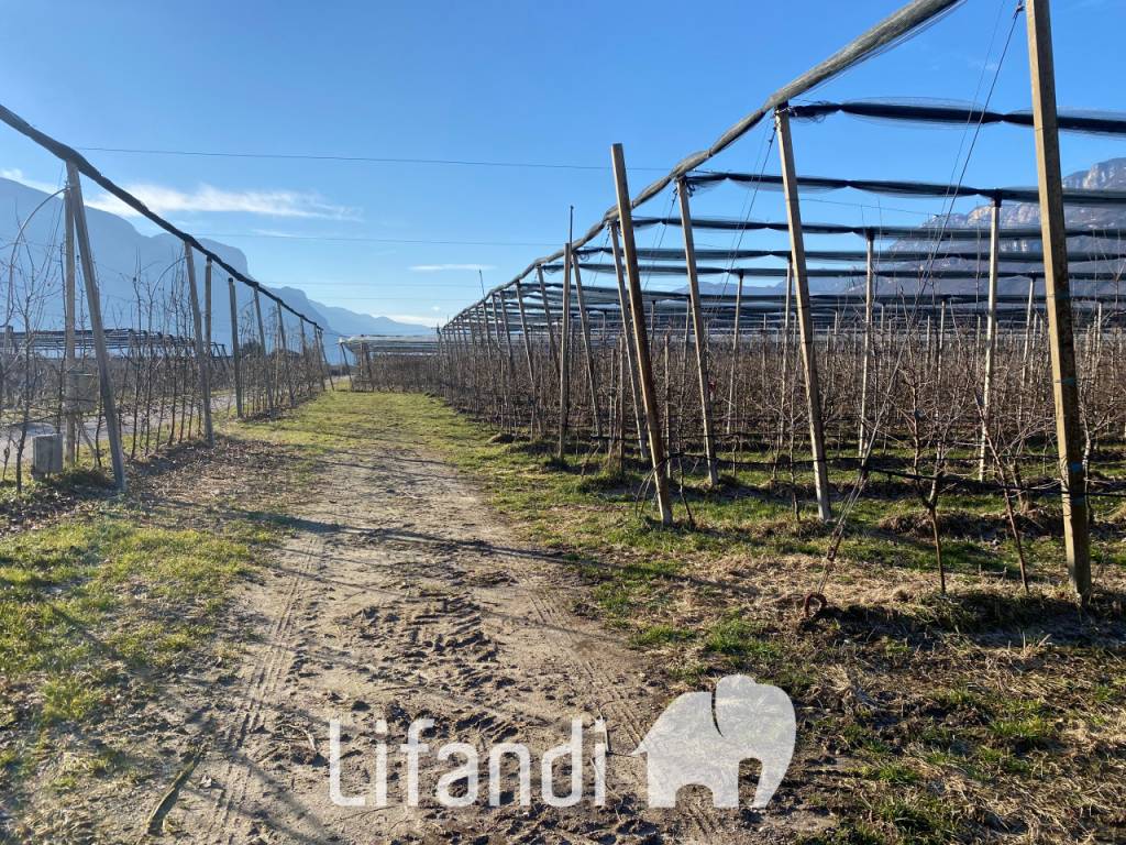 Terreno a Caldaro sulla strada del vino - Foto 2