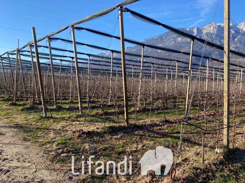 Terreno a Caldaro sulla strada del vino - Foto 3