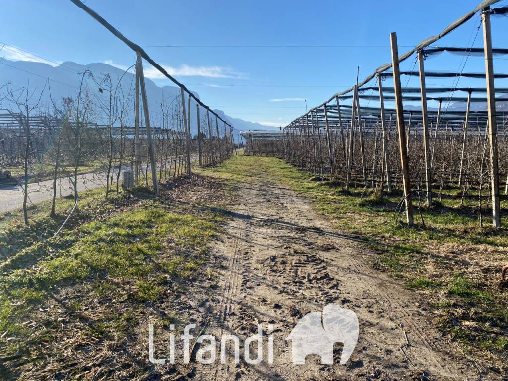 Terreno a Caldaro sulla strada del vino - Foto 4