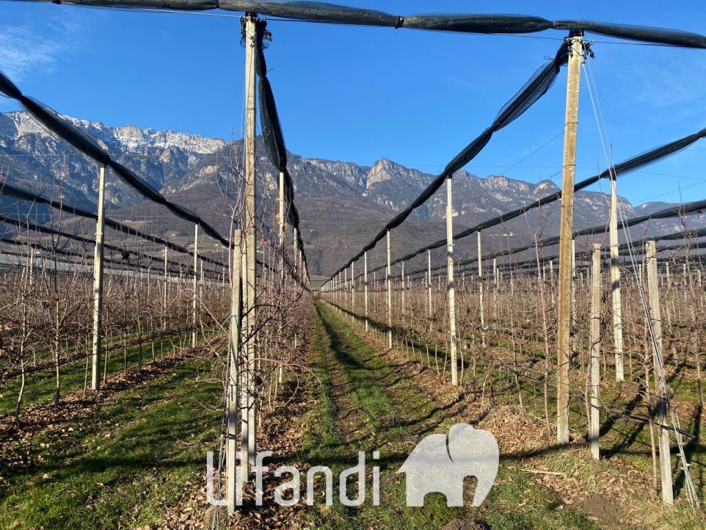 Terreno a Caldaro sulla strada del vino - Foto 5