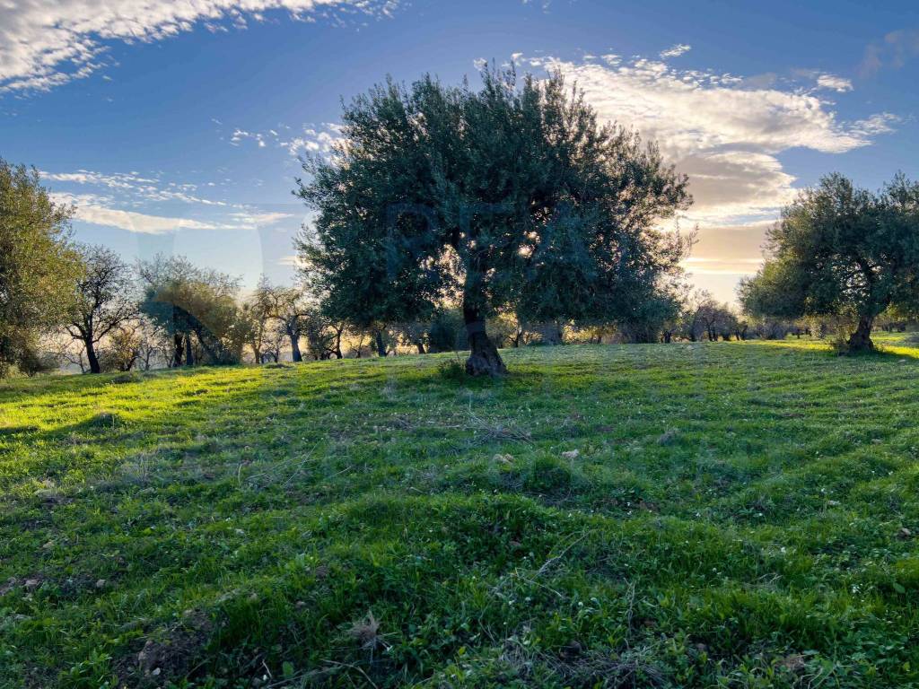 Terreno a Noto in Via Tommaso Fazello, 228 - Foto 3