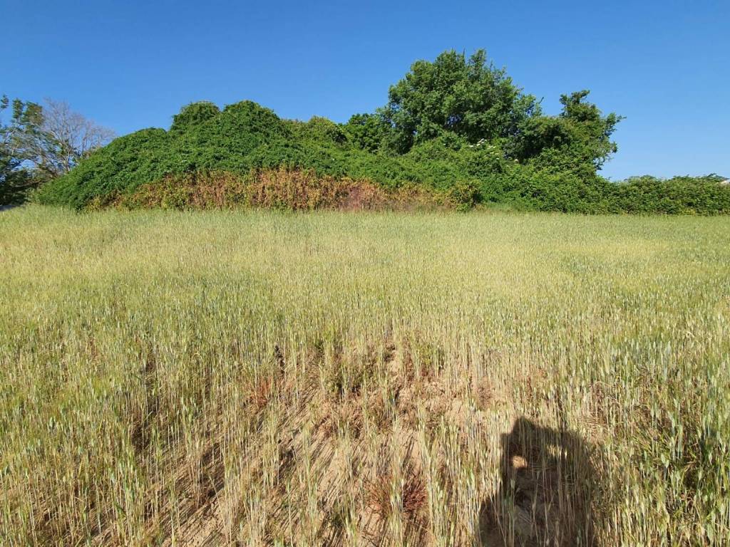 Terreno a Montecosaro - Foto 4