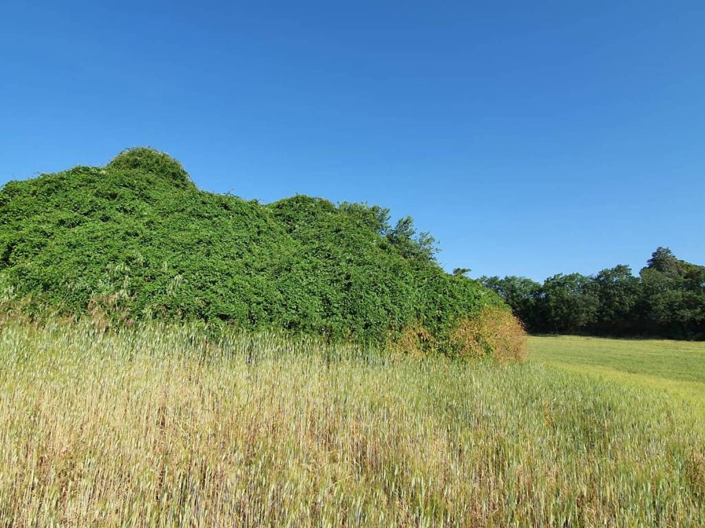 Terreno a Montecosaro - Foto 5