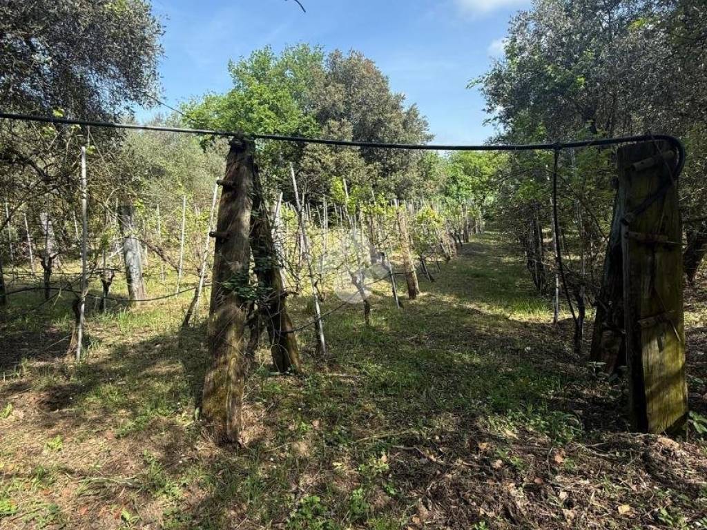 Rustico / casale a Orte in VIA LE GRAZIE - Foto 2