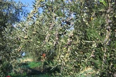 Terreno a Cisterna di latina - Foto 3