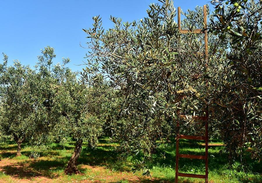 Terreno a Cisterna di latina - Foto 4