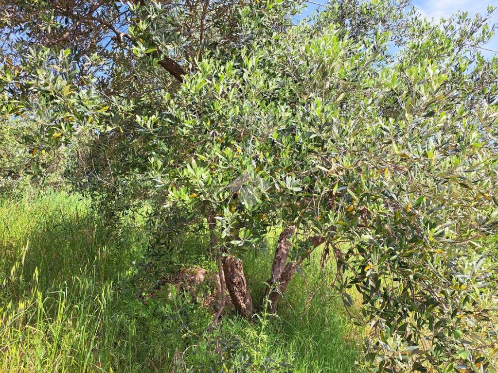 Terreno a Follonica in Località Valli, 1 - Foto 5