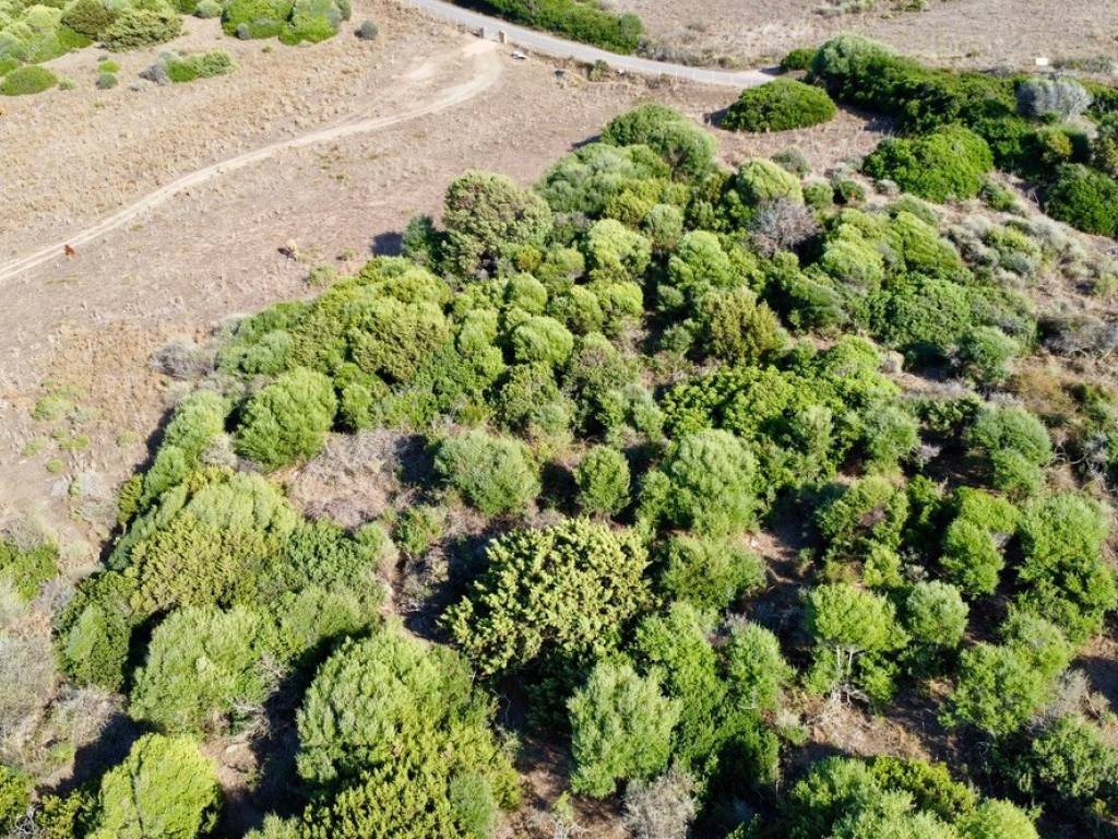 Terreno a Trinità d'agultu e vignola in Località Li Mindi - Foto 5