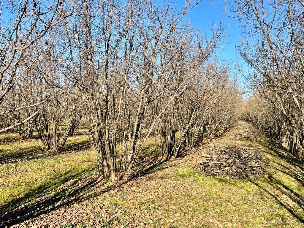 Terreno a Carrù in SP173 - Foto 3