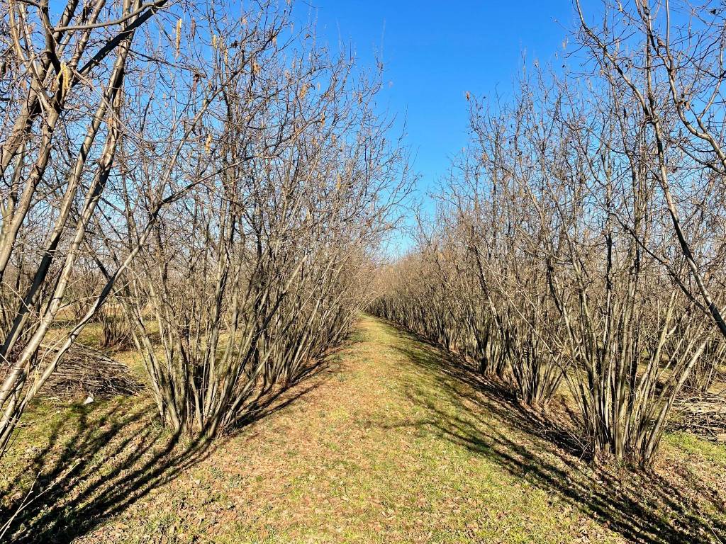 Terreno a Carrù in SP173 - Foto 4
