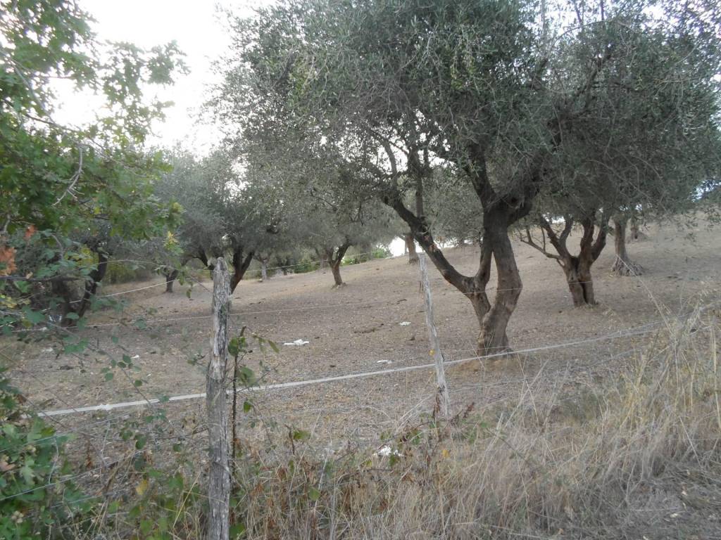 Terreno a Castorano in Contrada San Silvestro - Foto 2