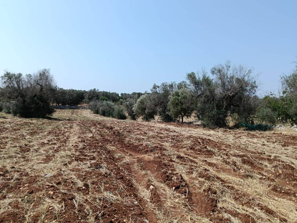 Rustico / casale a Ostuni in Contrada Santo Scalone - Foto 3