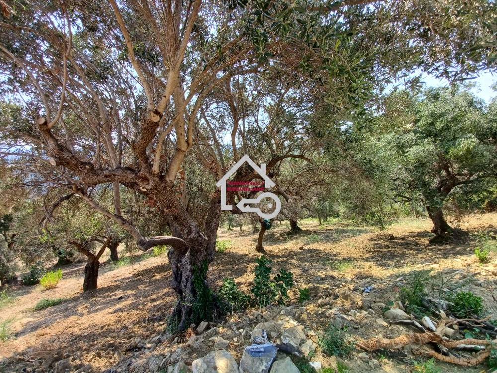 Villa a Cicerale in Contrada San Felice - Foto 4
