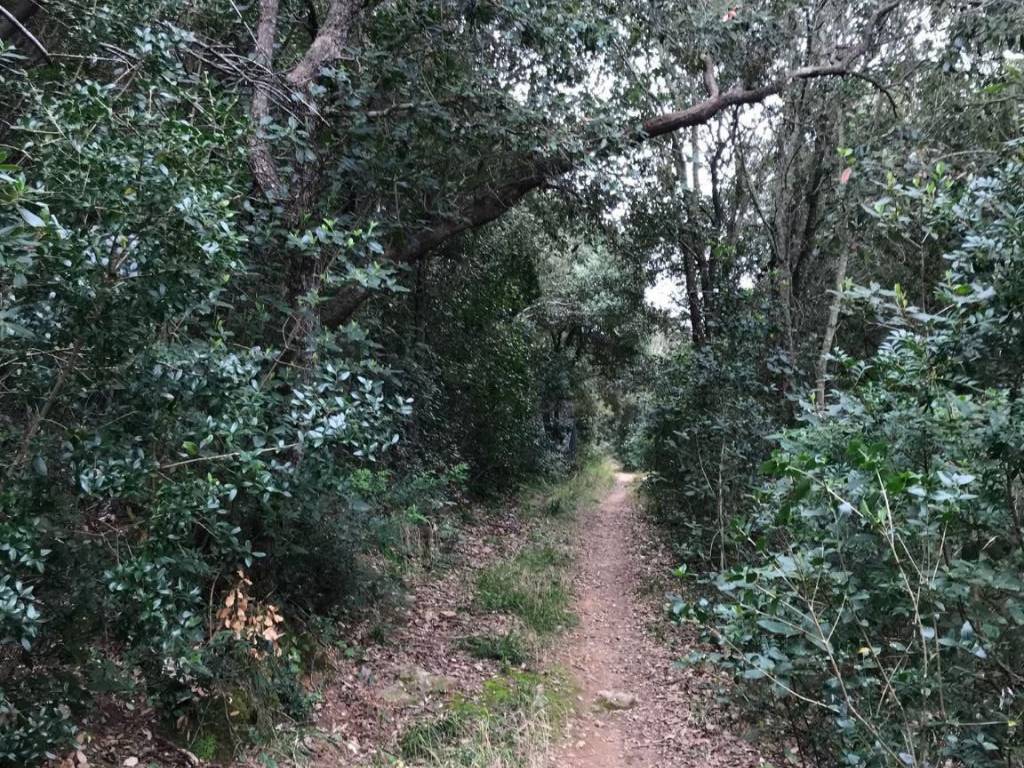 Terreno a Monte argentario in Via Acquedotto Leopoldino - Foto 2
