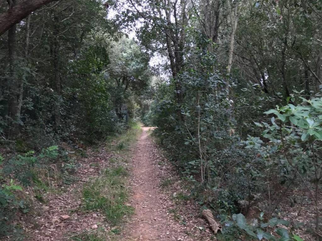 Terreno a Monte argentario in Via Acquedotto Leopoldino - Foto 3
