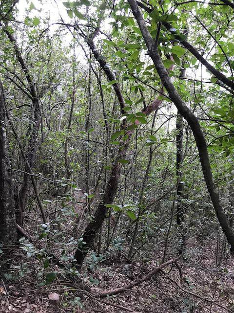 Terreno a Monte argentario in Via Acquedotto Leopoldino - Foto 4